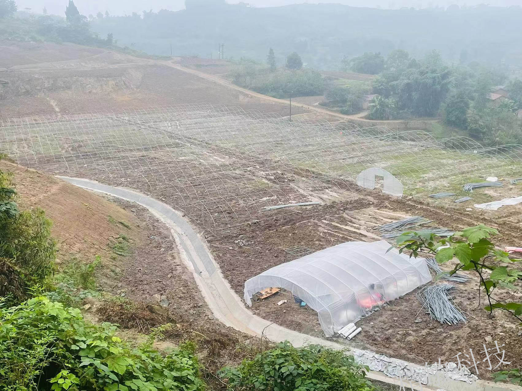 四川内江羊肚菌溫室大棚種植成功案例