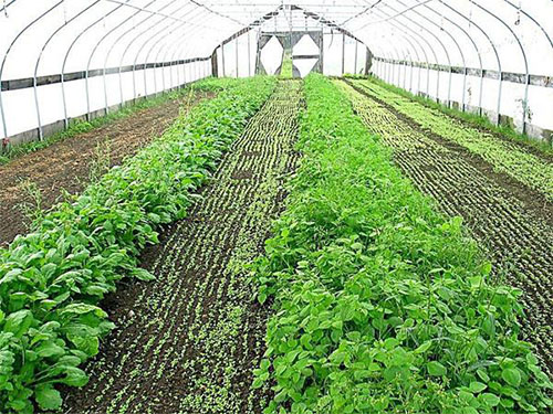 秋冬溫室大棚蔬菜種植上的常見誤區(qū)